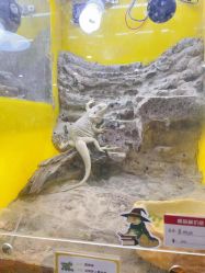 点击看大图 -神奇动物撸宠馆·羊驼·小浣熊·异宠(豫园店)