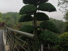 -九科绿洲