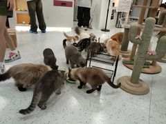 -喵园·猫主题咖啡厅·撸猫·猫咖(国贸店)