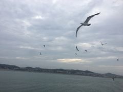 -长岛万鸟岛