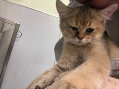 -艾吉宠物医院·疑难杂症转诊中心·猫友好(碧江路院)