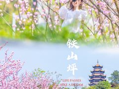 -铁山坪森林公园