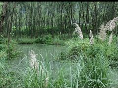 -西湖风景区-江洋畈生态公园