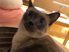 -滚猫咖啡·猫咖·猫友好撸猫(未来城店)