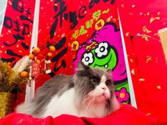 -爱洗澡的猫(望京店)