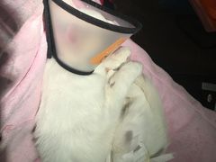 -艾贝尔宠物诊疗