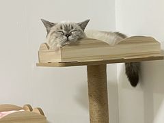 -派多格宠物·购宠(靛厂路店)