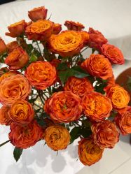 -WENDY·温迪皮肤管理