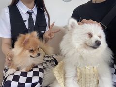 -怪兽屋·羊驼·猫咖·狗咖(俊华广场店)