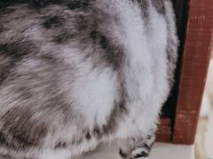 -共舞时光猫咖·狗咖(新街口店)