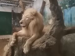 -清迈夜间动物园