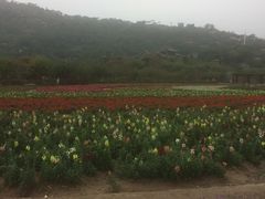 -丹樱生态园