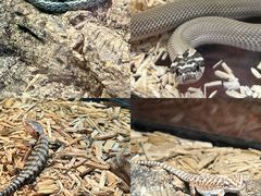 -帕帕拉兹宠物(亚洲旗舰店)