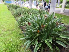 -夏威夷珍珠港