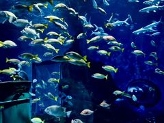 -海合安武汉极地海洋公园