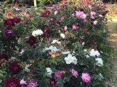 -人民公园(罗湖区)