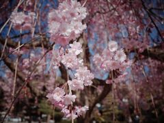 -金泽21世纪美术馆