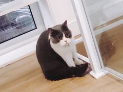 -李小姐の猫咖啡馆(五角场店)