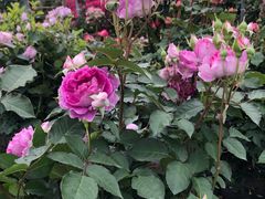 -三圣花乡旅游区