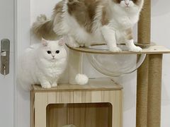 -欣宠猫屋·矮脚拿破仑·蓝金金渐层