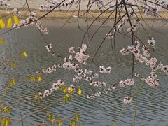 -桃花堤公园