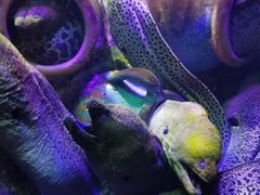 -太平洋海底世界