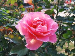 -文华公园(禅城区)