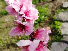 -南汇水蜜桃采摘(大团店)