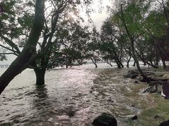 -宝安西湾红树林湿地公园