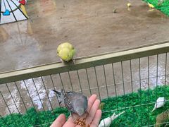-史努比缤纷世界
