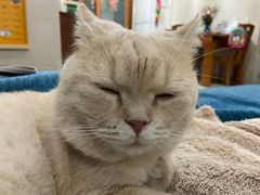 -瑞鹏宠物医院·夜间急症·心超·猫科(祖庙分店)