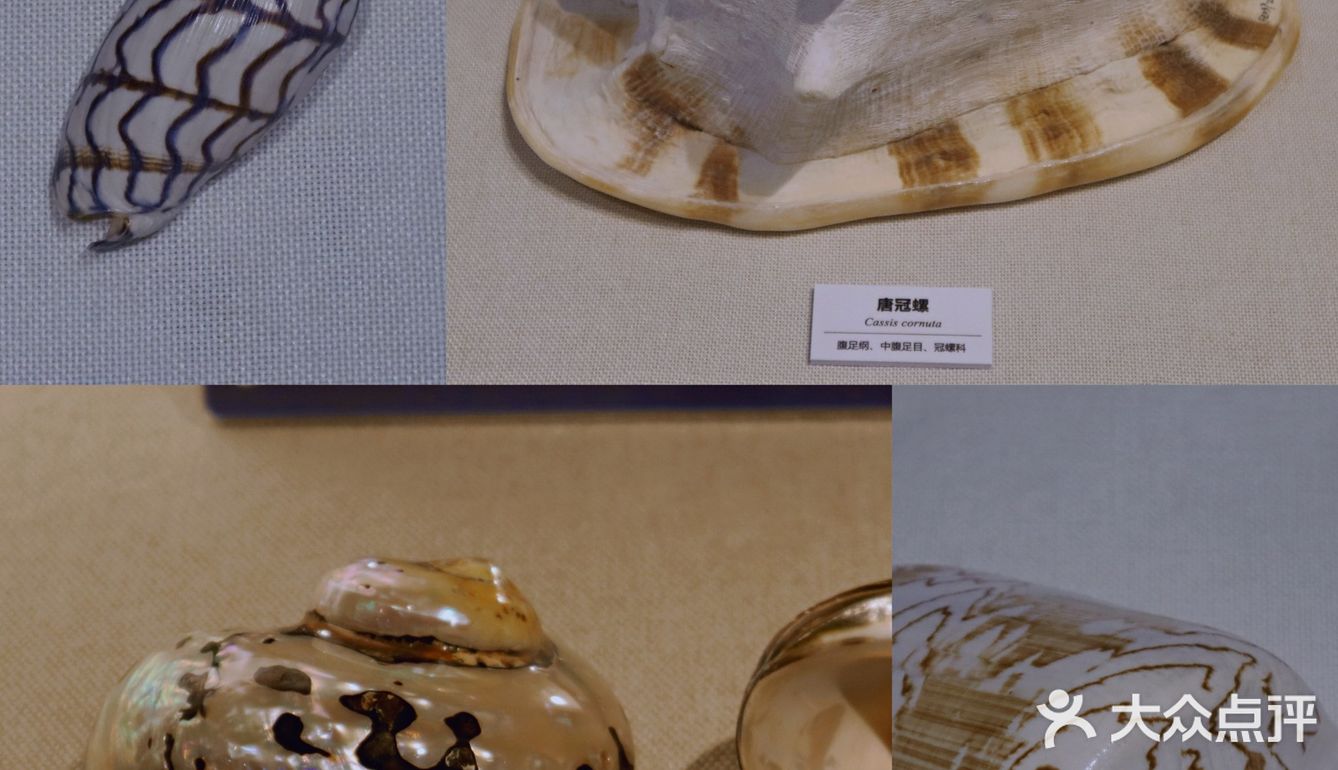 北京自然博物馆临展：邮票+贝壳爱好者冲鸭！