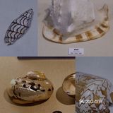北京自然博物馆临展：邮票+贝壳爱好者冲鸭！