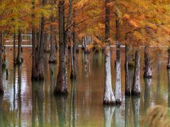-白鹭湾湿地公园