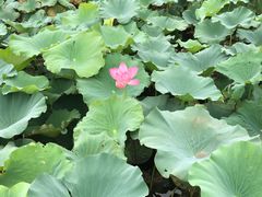 -荷塘月色湿地公园·向阳花洲