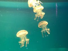-福州罗源湾海洋世界旅游区