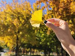 -大兴滨河森林公园