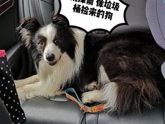 -PETKIT小佩宠物(古北店)