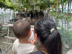 -马陆小张葡萄园农家乐