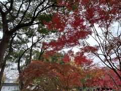 -秋霞圃