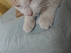-宠爱国际动物医院·消化内科·心肾内科·ISFM猫友好(望京店)