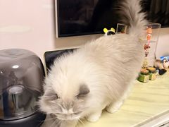 -鑫明明拉面(宁化路店)