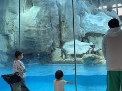 -帝企鹅自助餐厅•儿童岛•真企鹅(长隆企鹅酒店)