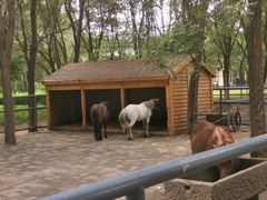 -长白岛森林公园