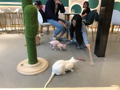 -飞行喵MR PILOT|猫舍·猫咖(静安大融城店)