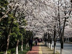 -高东镇樱花园