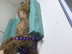 -谐和益家动物医院·免疫绝育·血液透析·宠保定点医院(高新伊藤分院)