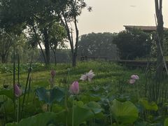 -东郊湿地公园