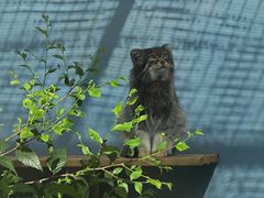 -青藏高原野生动物园