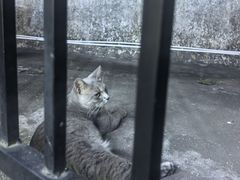 -猫岛主趣味餐厅(鼓浪屿店)